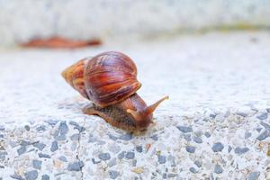 closeup snail isolated on white background and clipping path with copy space add text photo