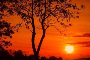 sunset beautiful colorful landscape and silhouette tree in sky twilight time photo