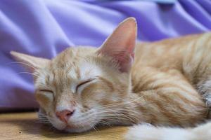 el naranja gato dormir en el mesa foto