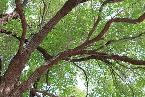 rama hoja de árbol hermosa en el bosque, fondo ver en blanco antecedentes foto