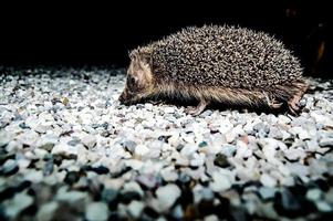 Hedgehog on the gravel photo