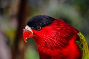 Bird with red feathers photo