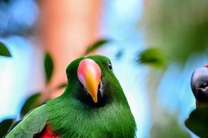 Parrot with green feathers photo