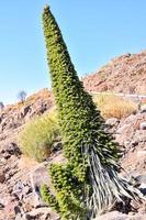 planta en el Desierto paisaje foto