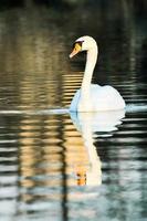 Close-up of a swan swimming photo