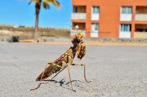 primer plano de mantis religiosa foto