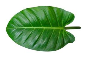 Green leaves pattern,leaf Homalomena philippinensis tree isolated on white background,include clipping path photo