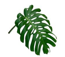 Green leaves pattern,leaf monstera isolated on white background,include clipping path photo