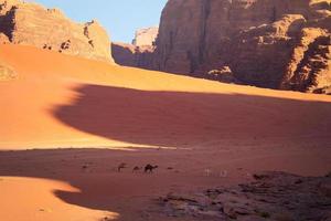 grupo de camellos bebé camello con es mamá explorador cauce Ron en Jordán . rojo Desierto panorama en Mañana foto