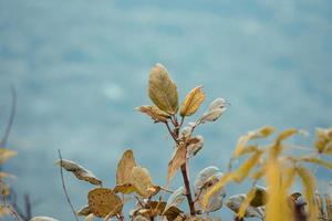 a charming photo of green plants taken during the day