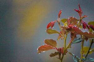 a charming photo of green plants taken during the day