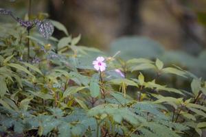 a charming photo of green plants taken during the day