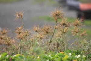 un encantador foto de verde plantas tomado durante el día