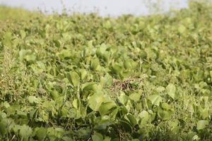 Photo of green grass taken during the day