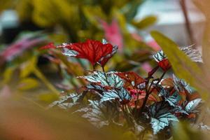 a charming photo of green plants taken during the day