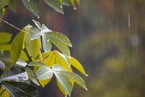 a charming photo of green plants taken during the day