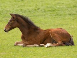 Horses on a german meadow photo