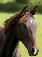 horses in the german munsterland photo