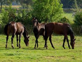 horses on a german meadow photo