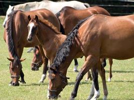 horses in the german munsterland photo