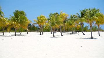 palm bomen Aan wit zand strand. playa sirene. cayo largo. Cuba. video