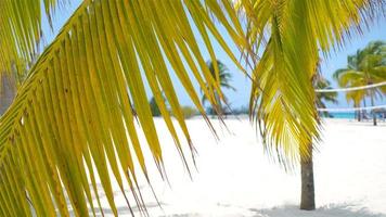 palm bomen Aan wit zand strand. playa sirene. cayo largo. Cuba. video