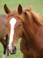 foales and horses in germany photo