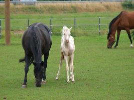 foales and horses in germany photo