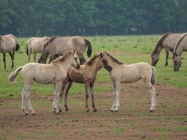 wild german horses photo