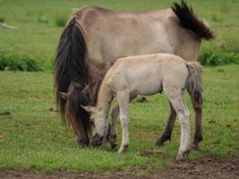 horses and foals in germany photo