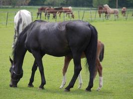 wild german horses photo