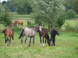 caballos en westfalia foto