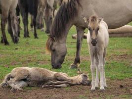 horses and foals in germany photo