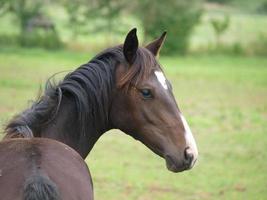 potros y caballos en Alemania foto