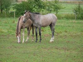 foales and horses in germany photo