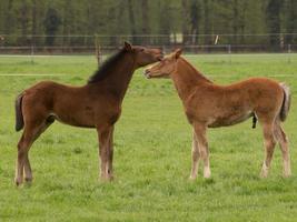 foales and horses in germany photo