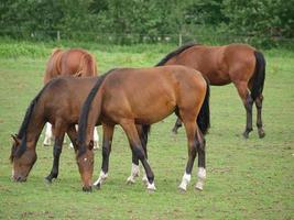 foales and horses in germany photo