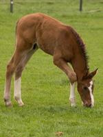 foales and horses in germany photo