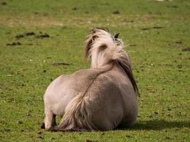 foals and horses in germany photo