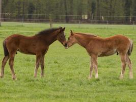 foales and horses in germany photo