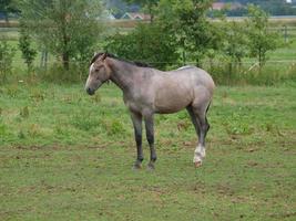 potros y caballos en Alemania foto