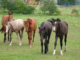 potros y caballos en Alemania foto
