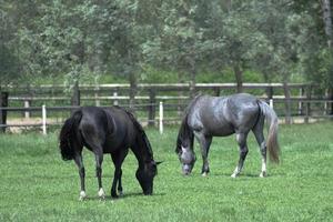 horses on a german meadow photo