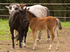 Horses on a german meadow photo