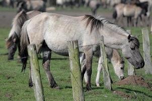 foales and horses in germany photo