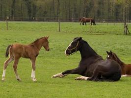 Horses on a german meadow photo