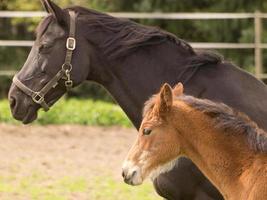 caballoa y potros foto