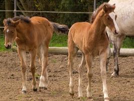 Horses on a german meadow photo