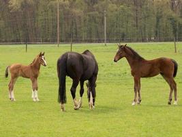 Horses on a german meadow photo