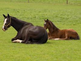 Horses on a german meadow photo